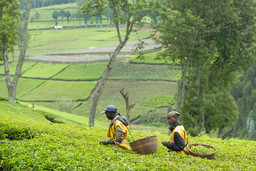 Two people in the middle of a tea field, carrying baskets on their back.