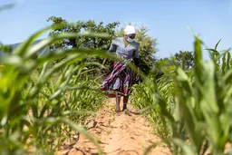 Woman walking through corn field.