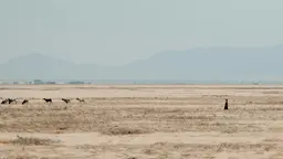 A man herds a herd of goats on a grassland.