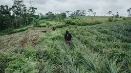 Man walking through a pineapple field.