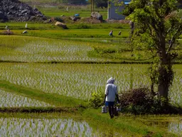 Man walking through a paddy field, carrying a bucket.