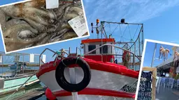 A fishing boat is moored to a pier, overlaid with an image of octopus in a box, and octopus hanging outside a restaurant.