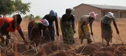 A group of female farmers bend over to tend their crops.