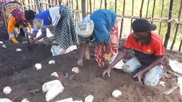 People planting mushrooms.