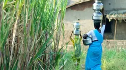 Woman walks next to sugar cane fields, carrying pots of water on her head.