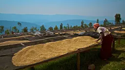 grain