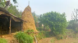 A calf in a hut, a haystack, and terraced ground.