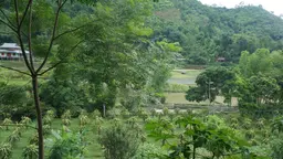 A multi-tiered agroforestry landscape.
