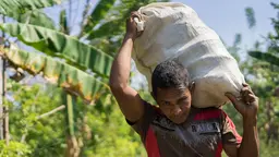 A man carries a sack of cocoa beans on his shoulders.