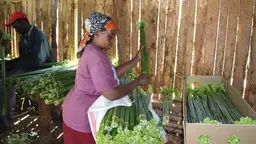 A woman in a headscarf makes bundles of plants to sell.