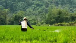 Farmer spraying crops manually