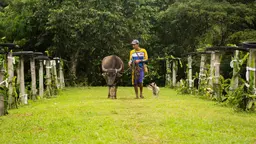 Farmer walking a cow in the village, followed by a dog