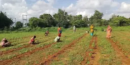 Cotton farmers in a field.