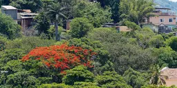 Houses surrounded by trees and greenery.