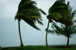 Palm trees being blown by strong winds during a hurricane