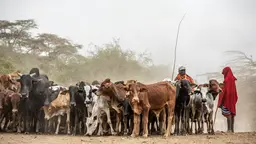 Maasai men herding cattle
