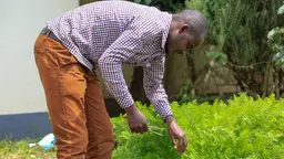 Uganda farmer bending down to check his crops