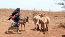 Woman pastoralist herding cattle in Marsabit, rural Kenya