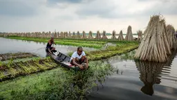 Jute farming in rural West Bengal, two men in a flooded area in a boat, harvesting jute crops and stacking them for drying.