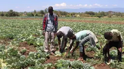Farmers in Ethiopia checking crops in a field.