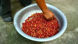 Farmer looking at coffee cherries in Belize