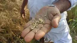 Farmer in India showing the state of damaged wheat crops on his farm.