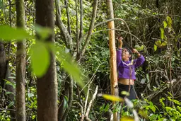 Person from Indigenous community in Peru managing a forest.