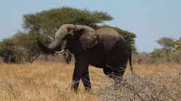 An elephant raises its trunk as it walks through a field, with trees in the background.