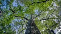 View from the bottom of a tree, up a trunk to the canopy of green above.