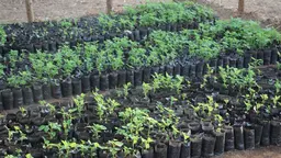 Tree nursery