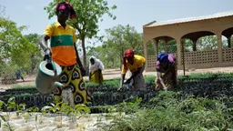 Tree seedilings being watered and tended in Vrassan, Burkina Faso.