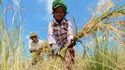 Cambodian farmers harvesting wheat while wearing a brightly coloured shirt.