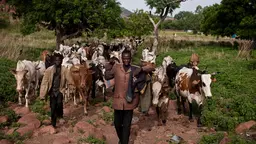 Farmer and animals walking through a drylands area in Chad