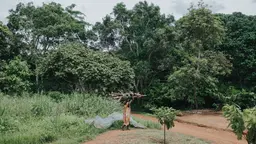 Farmer walking through land planted with cocoa.