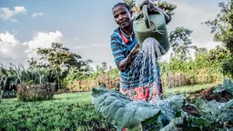 Farmer from Ethiopia watering crops.