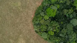 Aerial view of savannah and morichal forest in San Martin de los Llanos, Meta department, Colombia