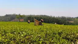 Local farmer harvesting tea leaves in Malawi. They are wearing a big basket for collecting the leaves on their back and a bright red hat.