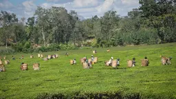 Local farmers harvesting tea leaves. They are wearing baskets for collecting the leaves on their backs.
