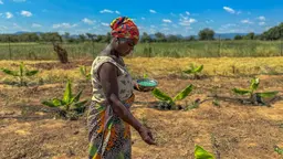 Woman from local community spreading seeds with her hands in a field. She is wearing colorful clothing and a red bandana on her head.
