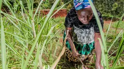 Person squatting town in a field, looking at the soil.