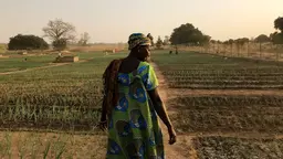 Woman wearing traditional dress walking through a field where food is growning in The Gambia.