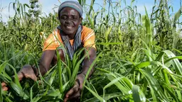 Woman farmer cowshed down in a field, checking the crops. 