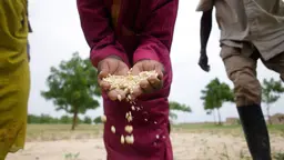 Hand holding wheat in a field. 