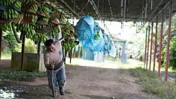 Banana farmer in the farm, arraigning bananas in the storage space.