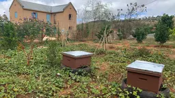 Backyard garden allotment with beehives, sweet potatoes, citrus, and multiple other crops