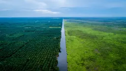 Aerial view of two side of farming land, split down the middle by a river. the left side is the community land that has been planted with oil palm and the right side is the Padang Sugihan Wildlife Reserve - Sebokor, whose large trees are no longer visible.