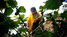 Woman bending down to collect fruit from a tree on a farm. She is wearing traditional dress.