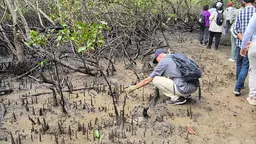 Man bending down to look at a mangrove in a forest area.