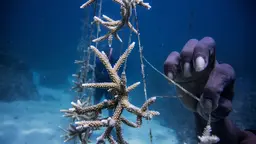 Person holding pieces of coral reef together, tying them with a string to remake the coral.
