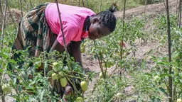 Woman farmer checking tomatoes on her farm in Uganda. She is wearing a bright pink top and a skirt.